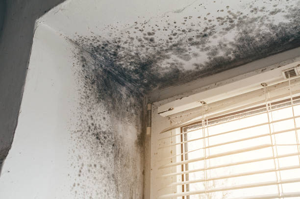 Affordable Crawl Space Mold Removal solutions in Simpson, PA
